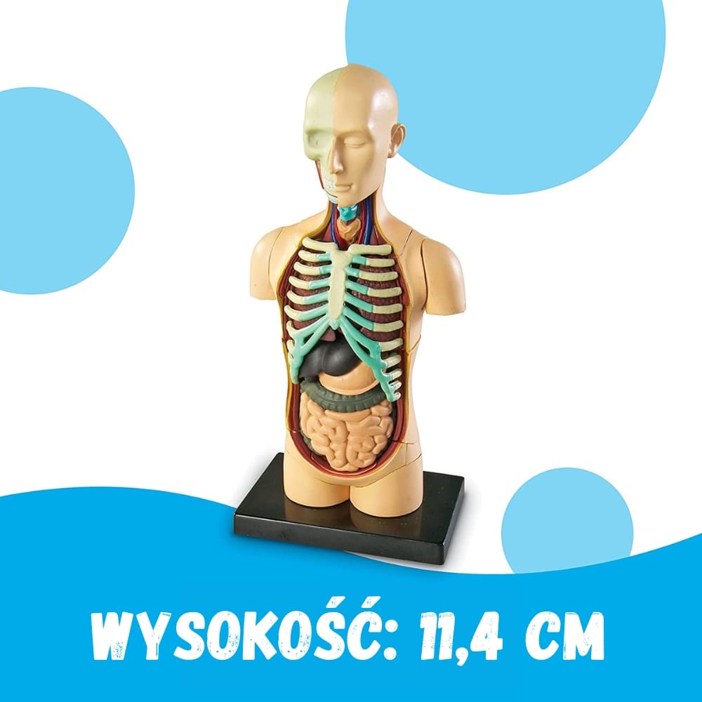 Tułów człowieka anatomia