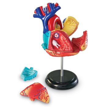 Small_Model-anatomiczny-serca-2-
